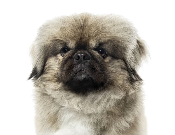 Close-up van een pekingese, geïsoleerd op wit — Stockfoto