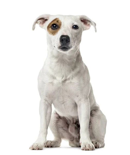 Jack russel terrier seduto, isolato su bianco — Foto Stock