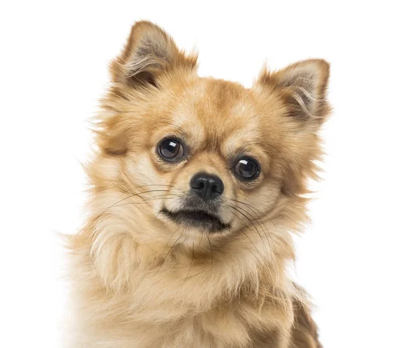 Close-up van een chihuahua, geïsoleerd op wit, 2 jaar oud — Stockfoto