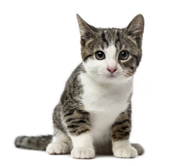 Kitten domestic cat sitting, 3 months old , isolated on white — Stock Photo, Image