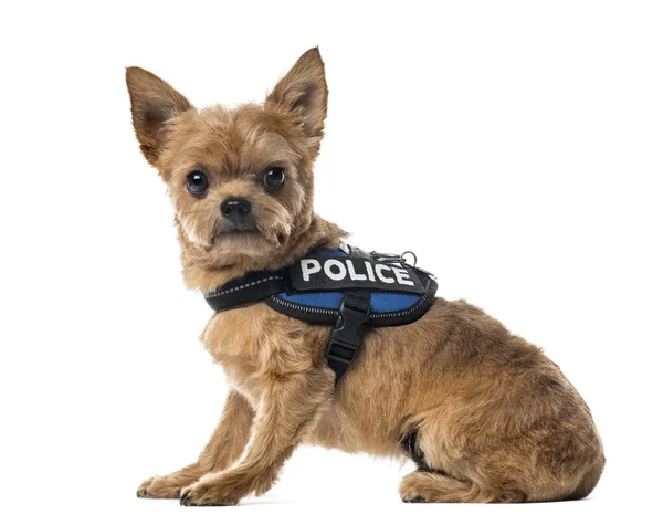 座って、分離された警察セキュリティ ジャケットを持つ混合された品種犬 — ストック写真