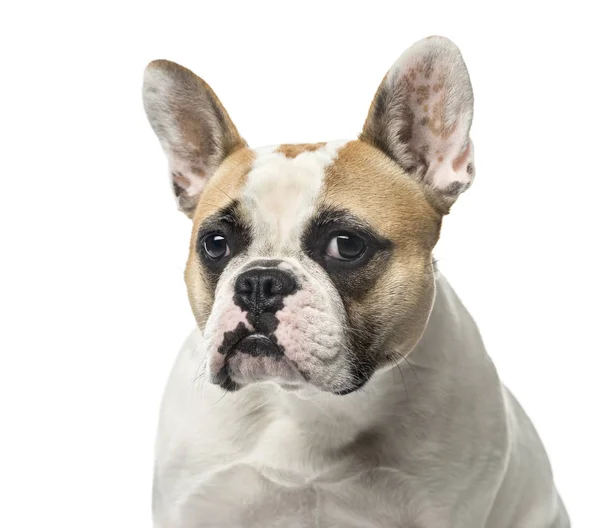 Primo piano di un Bulldog francese, 2 anni, isolato su bianco — Foto Stock