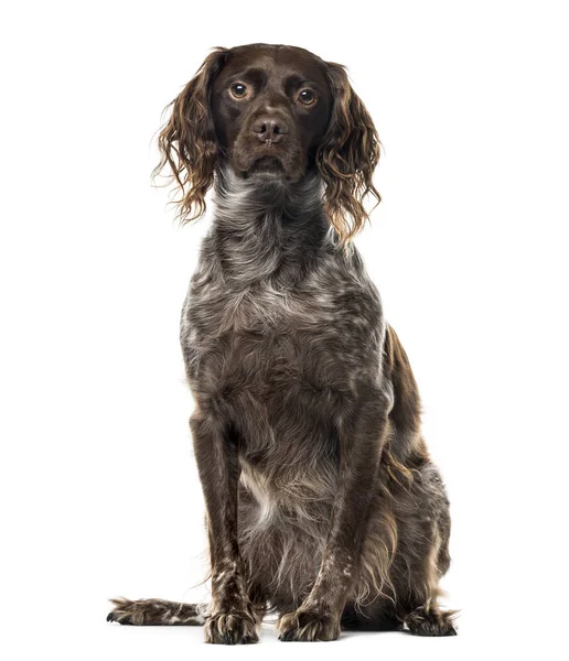 A Brittany sitting, isolated on white — Stock Photo, Image