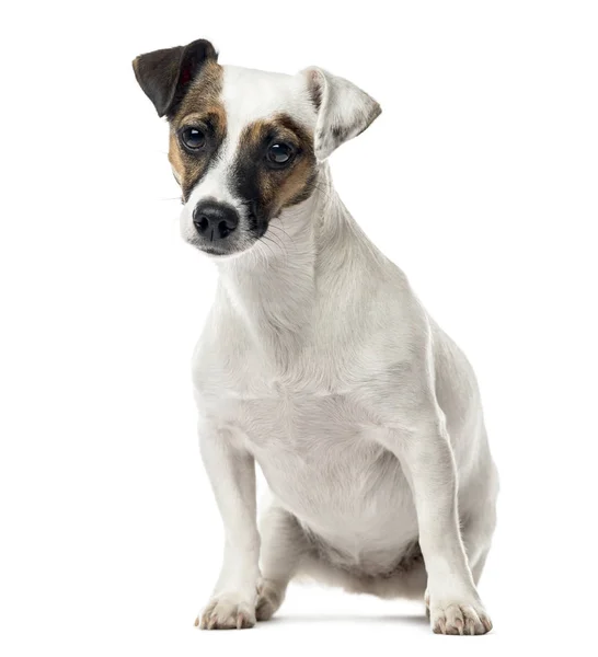 Jack Russell Terrier sitting, 11 months old, isolated on white — стоковое фото