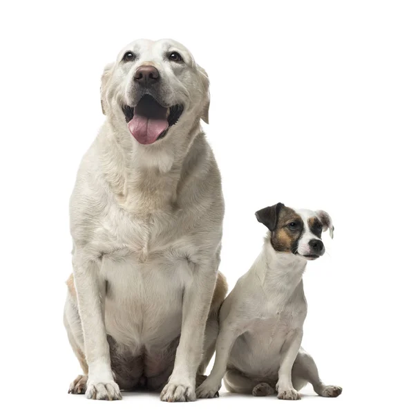 Bir Jack Russell Terrier ve Labrador Retriever oturma ayırmak — Stok fotoğraf