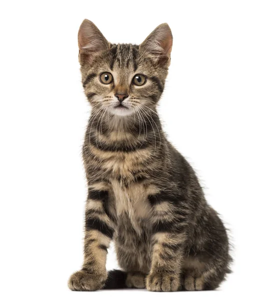 Europäische Katze sitzend, isoliert auf weiß — Stockfoto