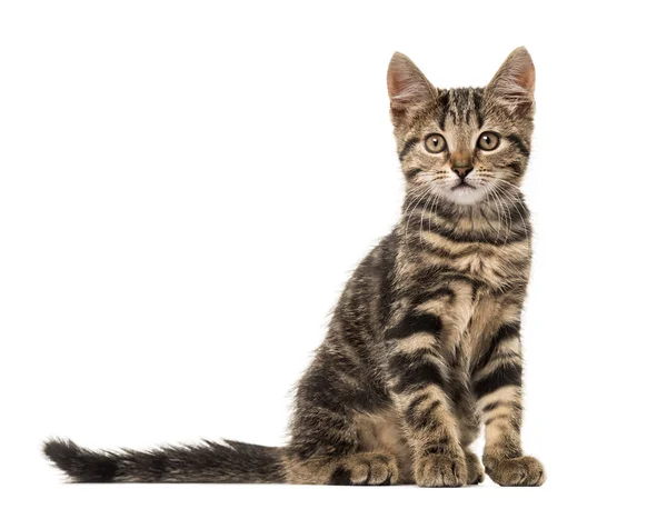 Europea gato sentado, aislado en blanco —  Fotos de Stock