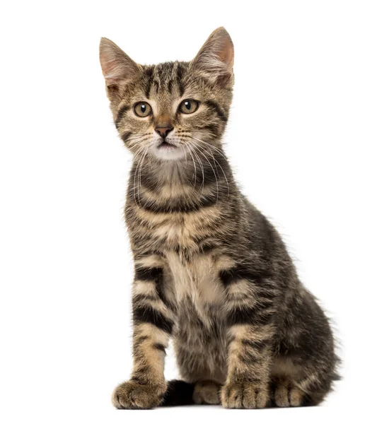 Europäische Katze sitzend, isoliert auf weiß — Stockfoto