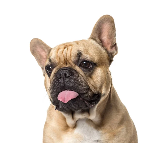 Detail o pug držet jazyk ven, izolované na bílém — Stock fotografie