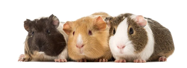 Drie cavia's naast elkaar, geïsoleerd op wit — Stockfoto