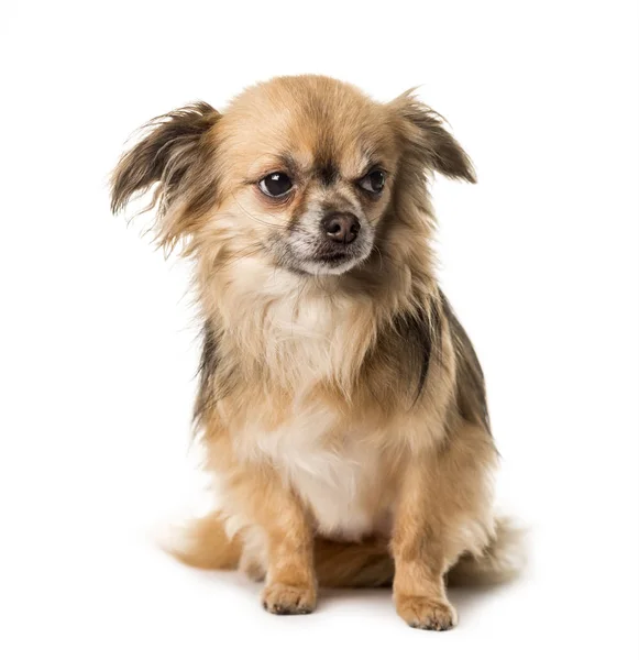 Chihuahua marrón sentado, aislado en blanco — Foto de Stock