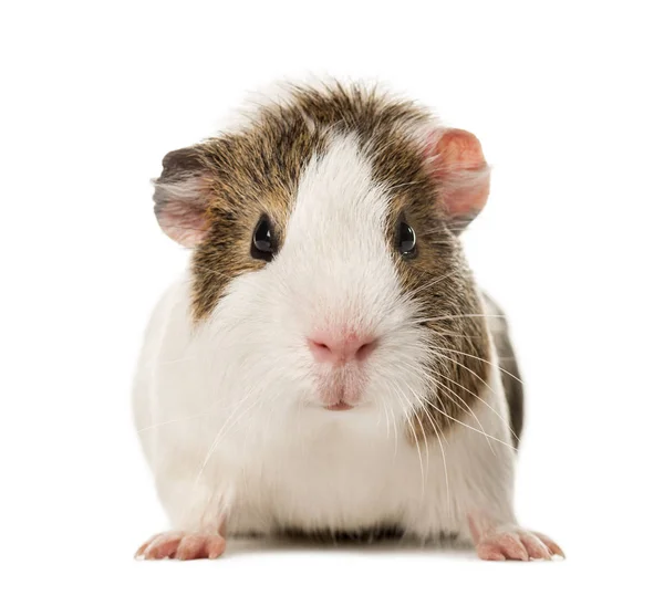 Cavia staande, geïsoleerd op wit — Stockfoto