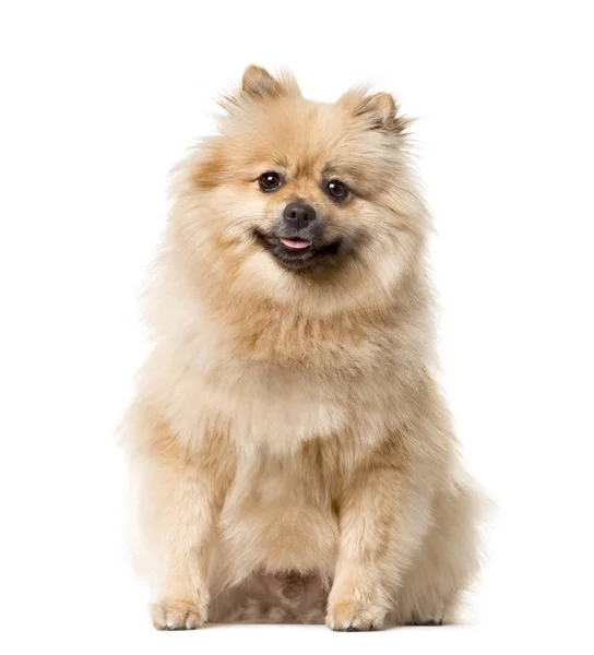 Keeshond zittend, geïsoleerd op wit — Stockfoto