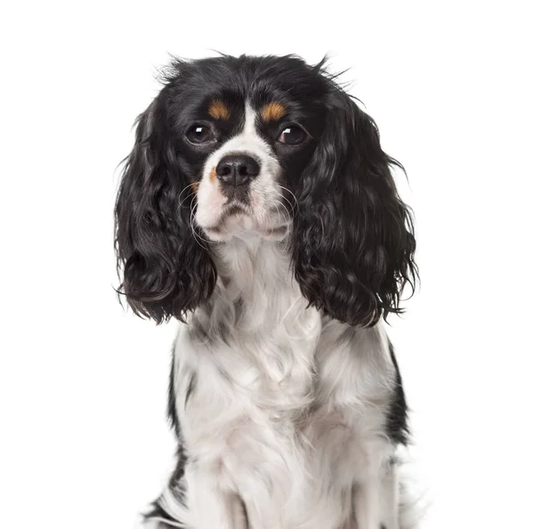 A Cavalier King Charles looking away, isolated on white — Stock Photo, Image