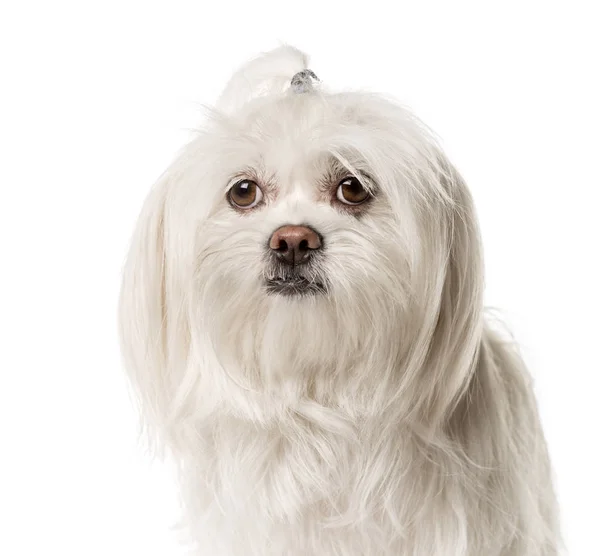 Close-up of a white Maltese , isolated on white — Stock Photo, Image