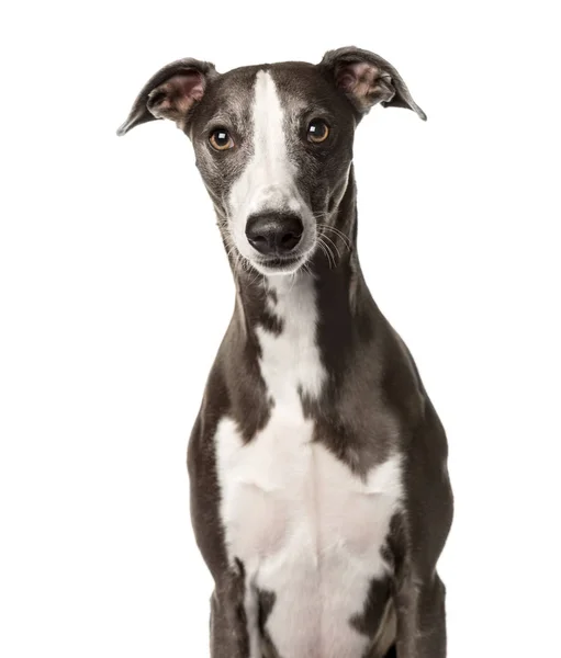 Snap cão sentado, isolado em branco — Fotografia de Stock