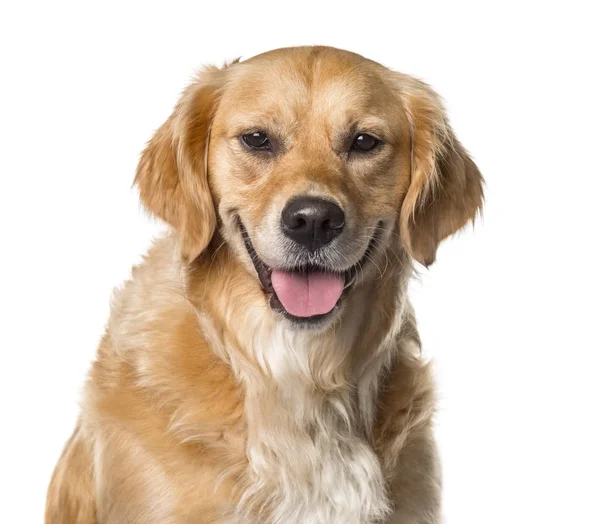 Nefes nefese, izole üzerinde beyaz bir golden Retriever Close-Up — Stok fotoğraf