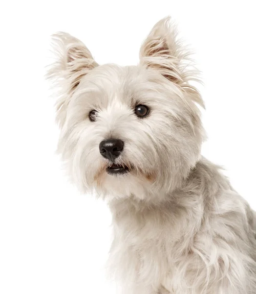 Närbild av en vit west highland terrier, isolerad på vit — Stockfoto