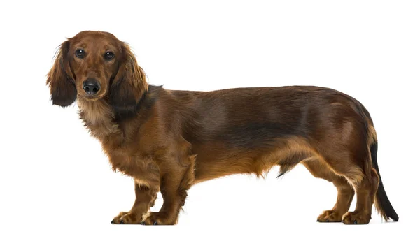 Vista lateral de um cachorro Dachshund, isolado em branco, 6 meses de idade — Fotografia de Stock