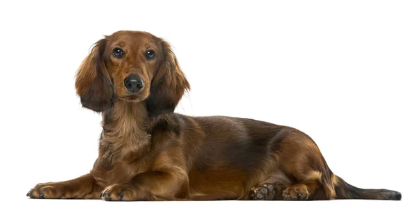 Puppy Dachshund lying, 6 months old, isolated on white — стоковое фото