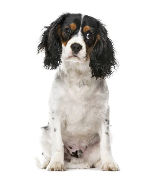 A Cavalier King Charles  sitting, isolated on white — Stock Photo, Image