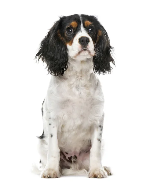 A Cavalier King Charles  sitting, isolated on white — Stock Photo, Image