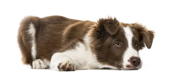 Filhote de cachorro Border Collie deitado, isolado em branco, 15 semanas de idade — Fotografia de Stock