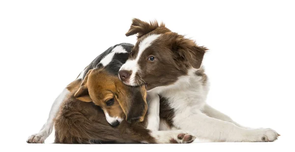 Welpen Border Collie Freundschaft, isoliert auf weiß, 15 Wochen alt — Stockfoto