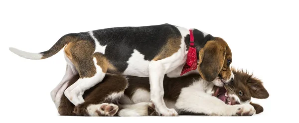 Pups Border Collie vechten, geïsoleerd op wit, 15 weken oud — Stockfoto