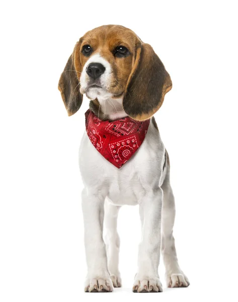 Un cachorro Beagle con una bufanda de pie, aislado en blanco, 9 semanas —  Fotos de Stock