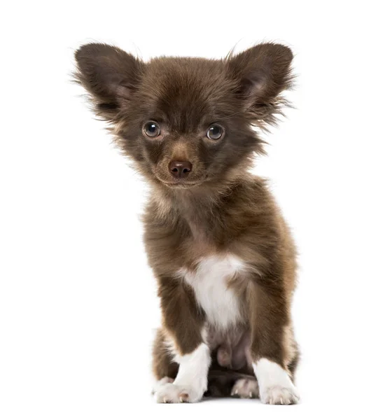 Cachorro Chihuahua sentado, 4 meses, aislado en blanco — Foto de Stock