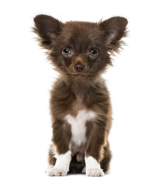 Szczeniak Chihuahua patrząc na kamery, na białym tle na biały, 4 mont — Zdjęcie stockowe