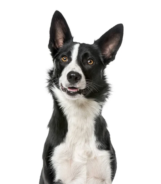 Border Collie op weg, zoek geïsoleerd op wit, 1 jaar oud — Stockfoto