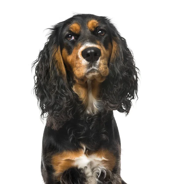 Bad-tempered English Cocker Spaniel, isolated on white,11 months — Stock Photo, Image