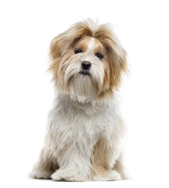 Shih Tzu sitter, isolerad på vit, 7 månader gammal — Stockfoto