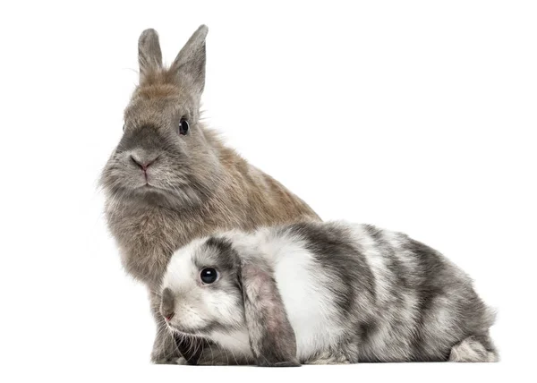 Dos tristes conejos, aislados en blanco —  Fotos de Stock