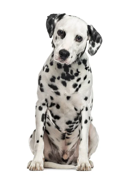 Dalmatiner sitzend, isoliert auf weiß (5 Jahre alt)) — Stockfoto