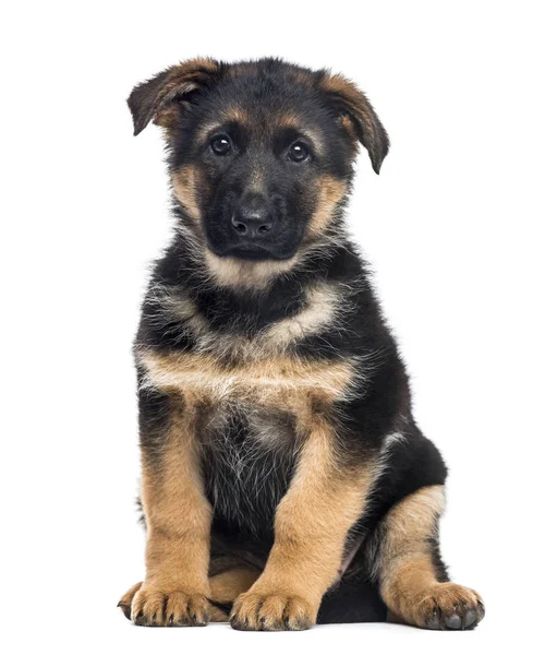 Puppy German Shepherd Dog sitting, 2 months old, isolated on wh — стоковое фото