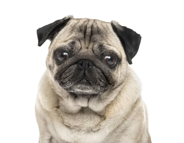 Close-up of a Pug, 6 years old, isolated on white — стоковое фото