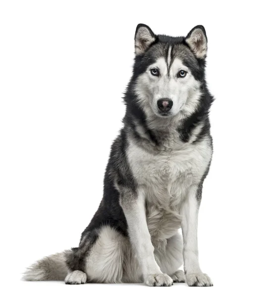 Siberian Husky seduta, 4 anni, isolata su bianco — Foto Stock