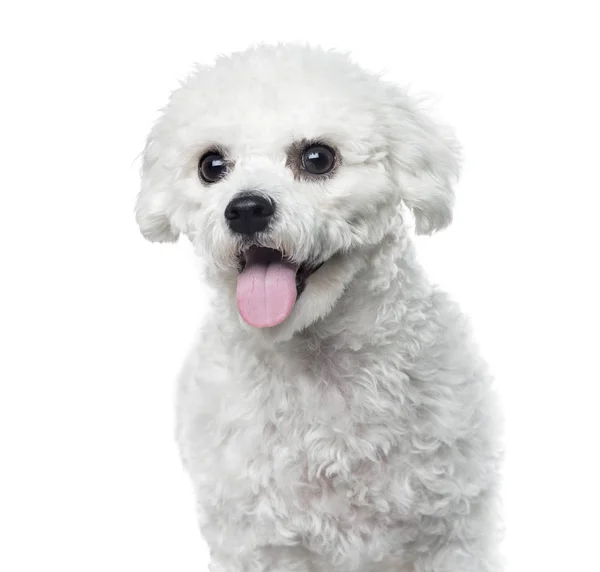 Bichon Frise panting, isolated on white, 1 year old — стоковое фото