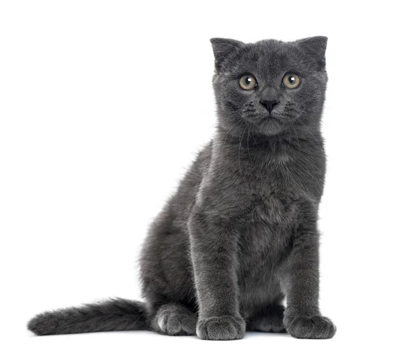 Un gatito Fold escocés sentado, aislado en blanco, de 12 semanas de edad —  Fotos de Stock