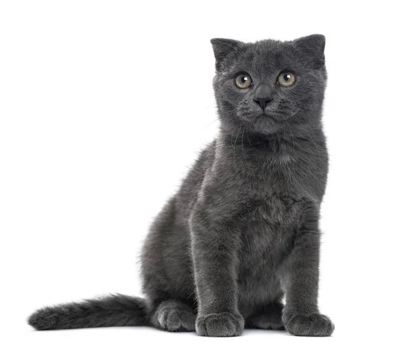 A Scottish Fold kitten sitting, isolated on white, 12 weeks old — Stock Photo, Image