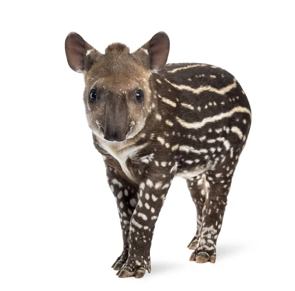 Genç Güney Amerika tapiri, beyaz, 41 gün eski izole — Stok fotoğraf