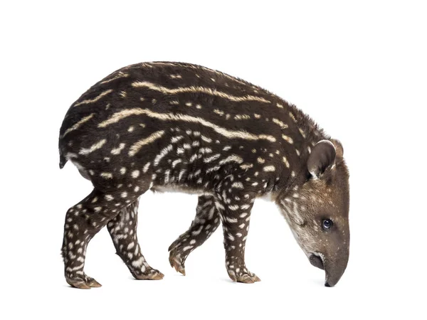 Side view of a young South american tapir sniffing, isolated on — Stock Photo, Image