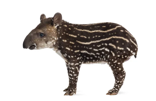 Seitenansicht eines jungen südamerikanischen Tapirs, isoliert auf weiß, 41 — Stockfoto