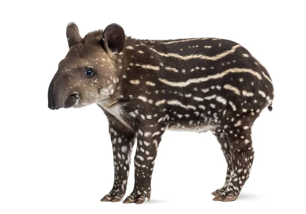 Sidovy av en ung sydamerikanska tapir, isolerad på vit, 41 — Stockfoto