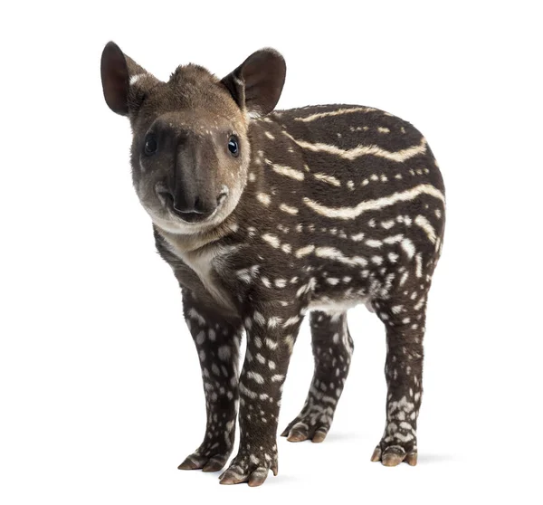 Młody Południowej Amerikański tapir, na białym tle na białym, 41 dni — Zdjęcie stockowe