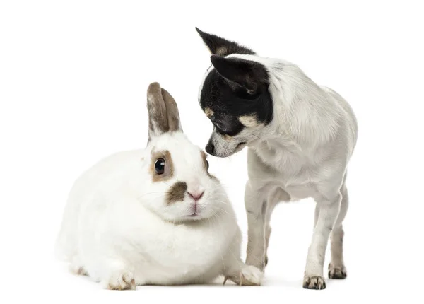 Chihuahua, 8 monate alt) und ein kaninchen, isoliert auf weiss — Stockfoto