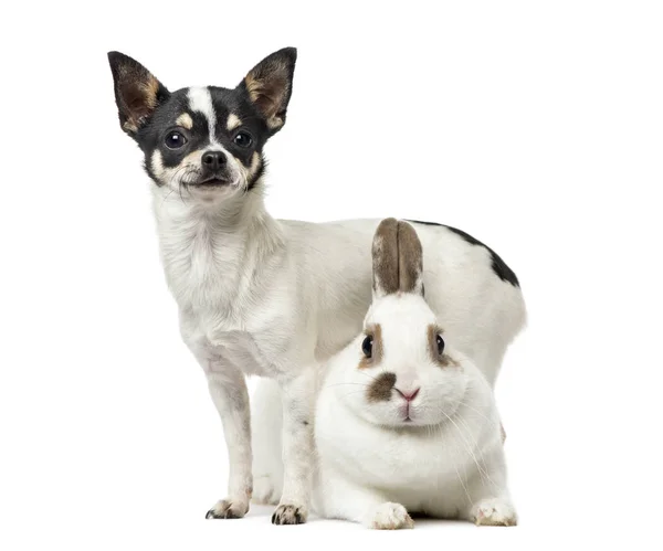 Chihuahua, 8 monate alt) und ein kaninchen, isoliert auf weiss — Stockfoto